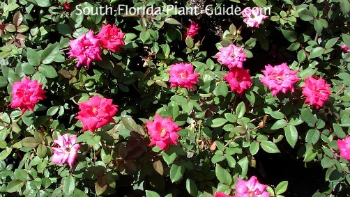 Red Knock Out roses Red Knock Out roses