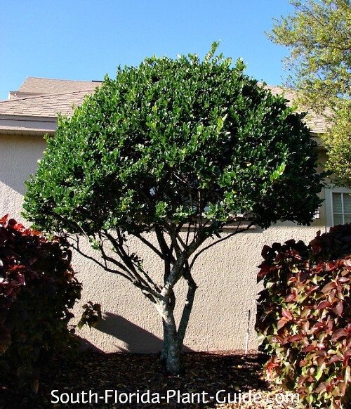 mature tree