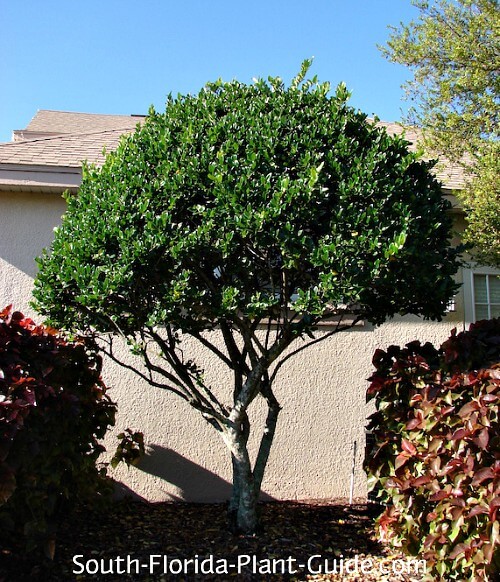 Ligustrum