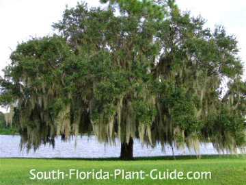 Live Oak Tree