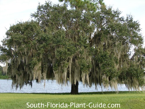 Shade Trees, Common Landscaping Trees In Florida