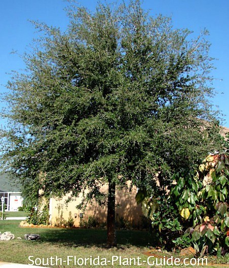 How to Keep an Oak Tree Small 