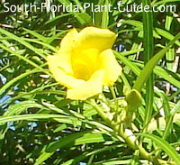 "Lucky Nut" yellow flower