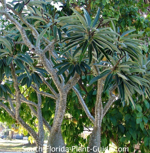 palm with multiple branches
