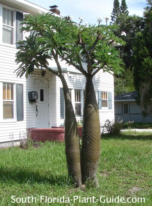 Madagascar Palm