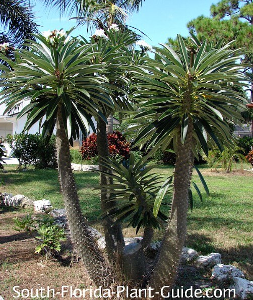 Madagascar Palm