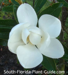 little gem magnolia tree