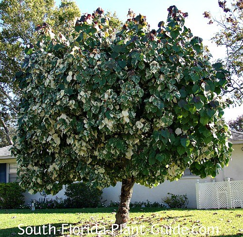 Variegated mahoe tree in a front yard