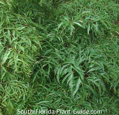foliage detail