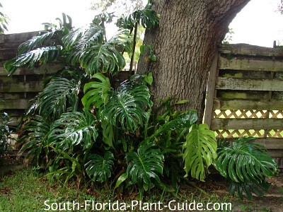 monstera vine monstera vine