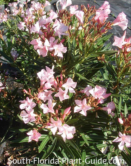 Dwarf Oleander