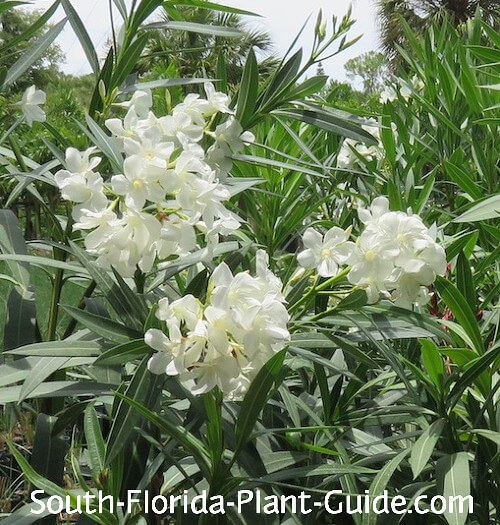 white oleander white oleander