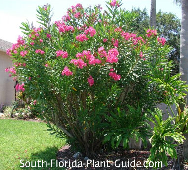 Sage Green Walls  Oleander + PalmOleander + Palm