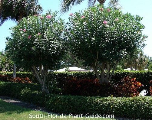 Oleander Tree