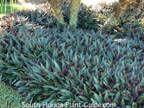 Groundcover Plants, Full Sun Garden Plants In Florida