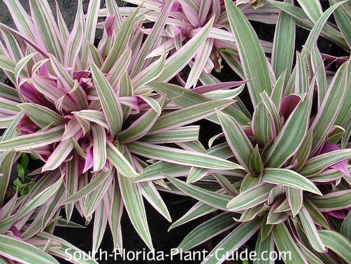 variegated 'Tricolor' variety