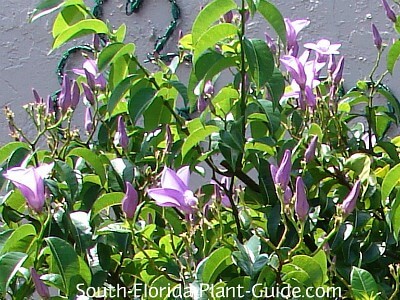 palay rubber vine flowers palay rubber vine flowers