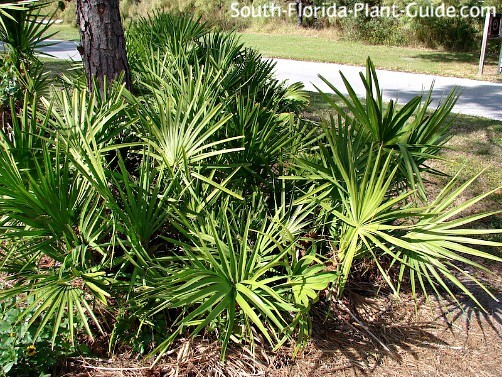 types of palm trees in florida