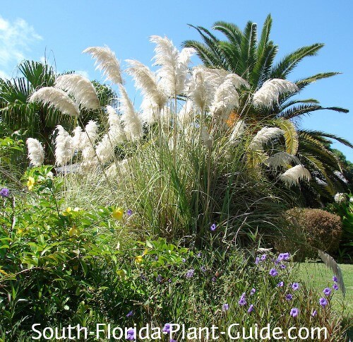 Pink Pampas Grass  Greenwood Nursery