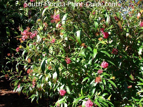 South Florida Flowers That Attract Butterflies / These small flowering ...