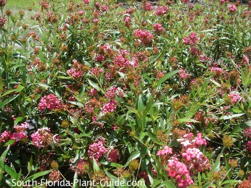 Image of Panama rose plant