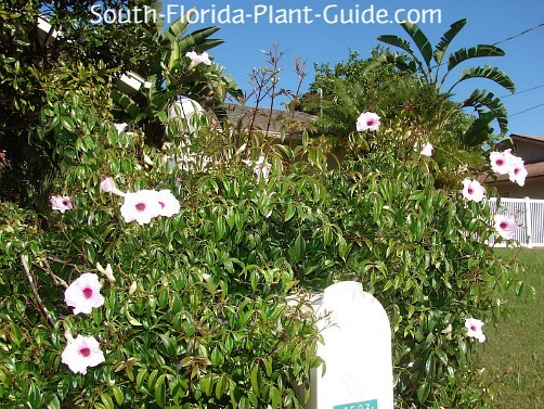 pandora vine blooming around a white mailbox