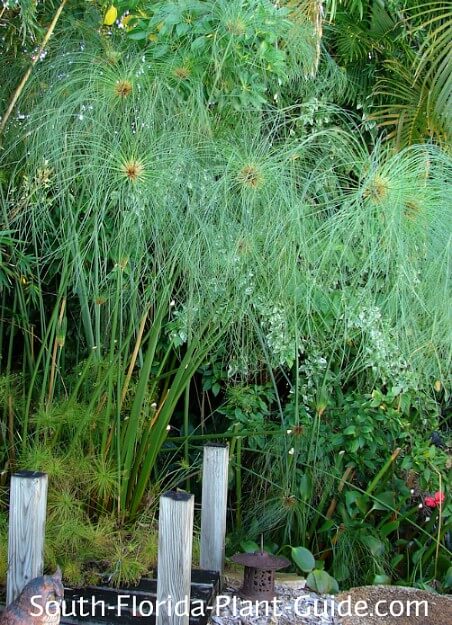 Papyrus Papyrus