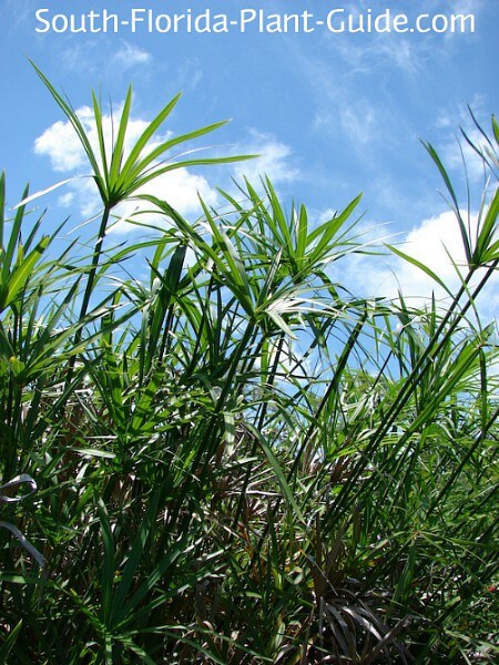 "Umbrella Sedge" variety "Umbrella Sedge" variety