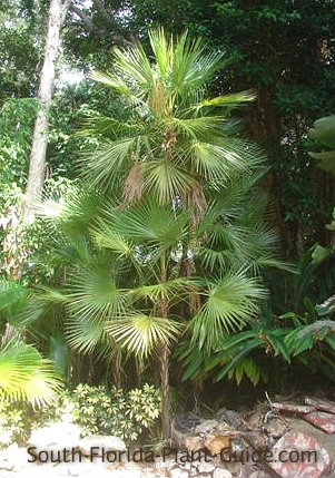 paurotis