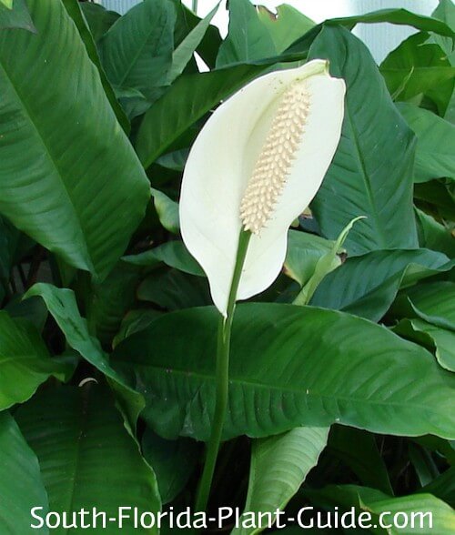 Peace Lily