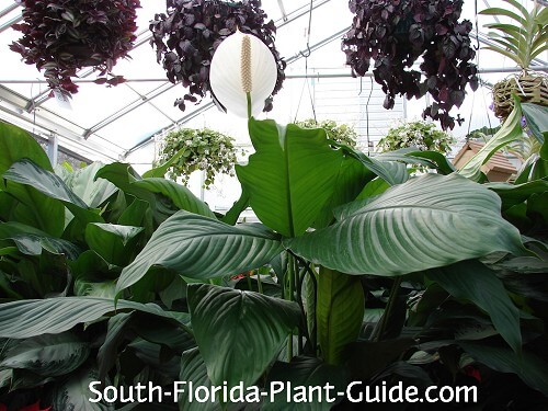 displayed at a nursery displayed at a nursery