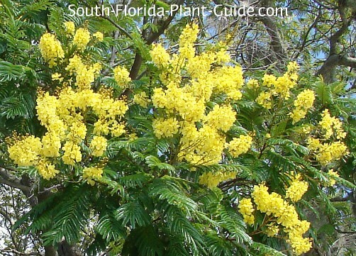 peltophorum plant spacing tree