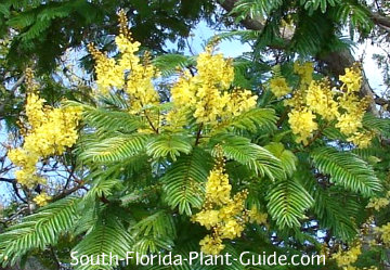 peltophorum flowers
