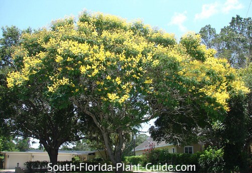 1-2ft Tall Rare!!Yellow Peltophorum Flamboyant Royal Poiciana Tree Delonix Regia 