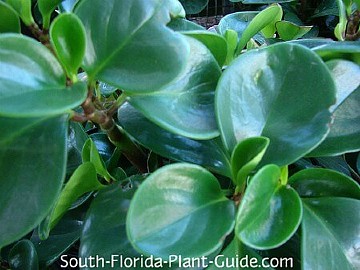peperomia green