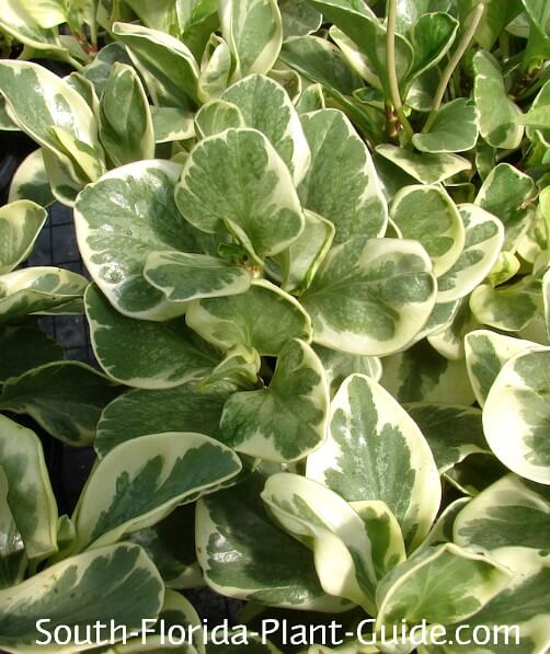 variegated peperomia