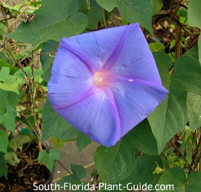 perennial morning glory flower perennial morning glory flower