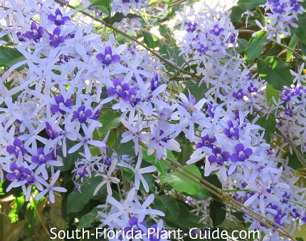 Petrea "Queen's Wreath" vine