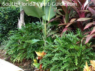 in a mixed bed with cordylines and white bird of paradise