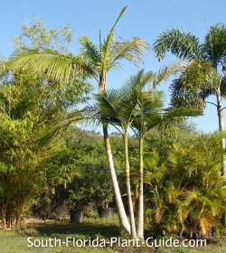 piccabeen palm triple christmas palm
