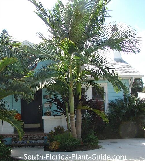Piccabeen Palm