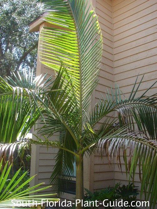Piccabeen Palm