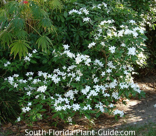 Pinwheel Jasmine