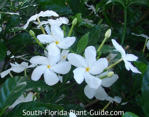white pinwheel-shaped flowers