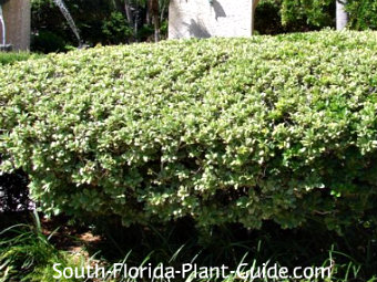 Best time of year to trim bushes and trees, Pahokee FL