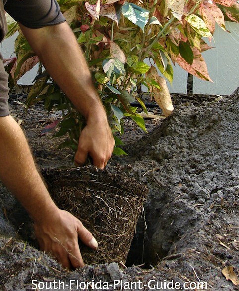 planting