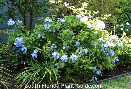 Image of Plumbago shrub border