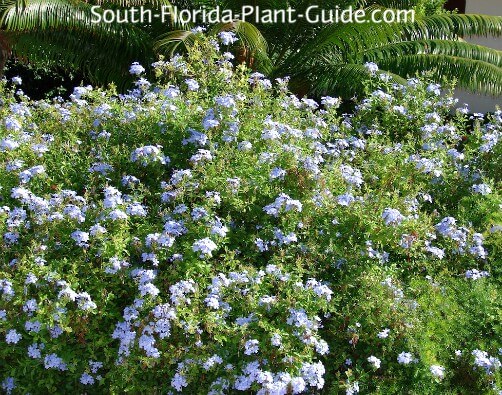 Image of Hibiscus plumbago companion plant