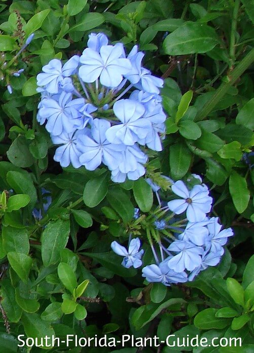 Blue Plumbago