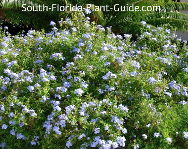 Yellow Flowering Bush South Texas - Red Flowering Shrubs: 21 Red Flower Bushes For Your Garden